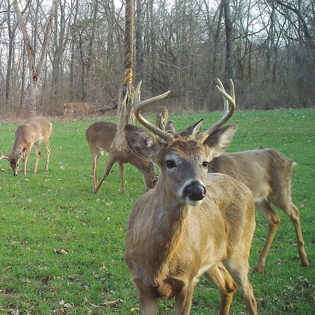 Wildlife Research Golden Rope Single Rope Kit