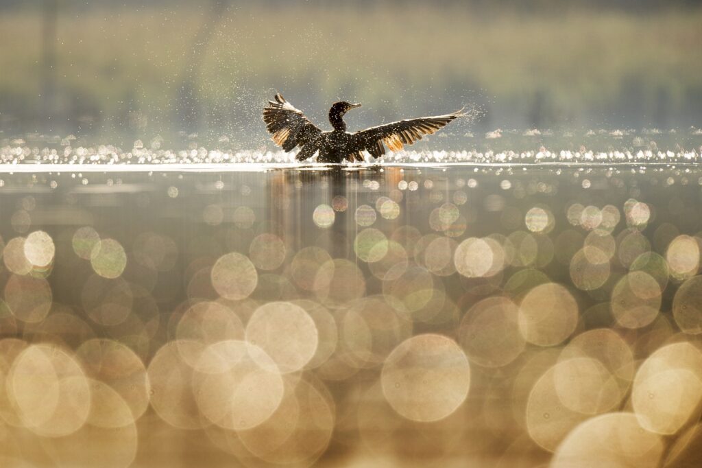 duck taking flight